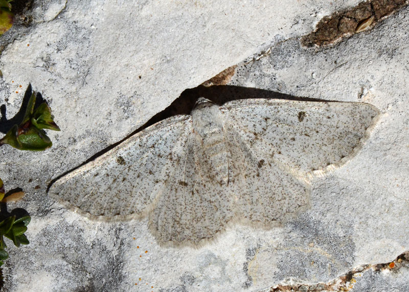 Rhopalognophos glaucinaria ssp etruscaria